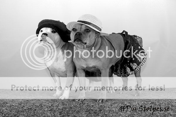 staffie in clothes  - Page 3 IMG_8960_ai_bw_Facebook_zpsa2bbffce