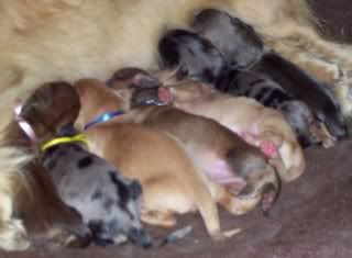 Haley/Rowdy puppies are finally here :) 7Dwarfs1dayoldcloseupcolors