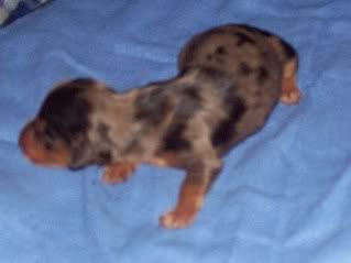 Haley/Rowdy puppies are finally here :) B-TDapplemale1