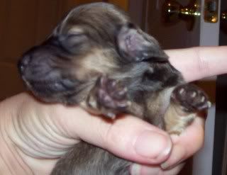 Haley/Rowdy puppies are finally here :) BASHFUL1week-forum