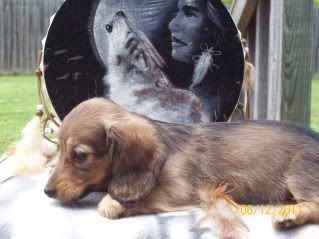 Rowdy-Haley Pups Available, AM/CAN CH grandsired Bashful-Effie7weeks