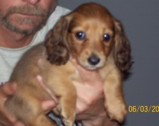 Rowdy-Haley Pups Available, AM/CAN CH grandsired Cora6weeks-forum