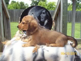 Rowdy-Haley Pups Available, AM/CAN CH grandsired Cora7weeksFORUM