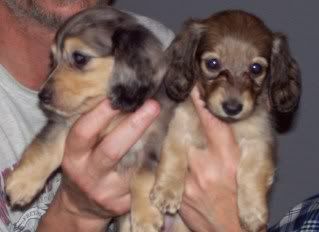 Rowdy-Haley Pups Available, AM/CAN CH grandsired Delana-Cashmere6weeks-Forum-1