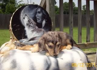 Rowdy-Haley Pups Available, AM/CAN CH grandsired Delana7weeks-FORUM