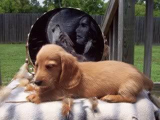 Rowdy-Haley Pups Available, AM/CAN CH grandsired Dopey7weeks-FORUM