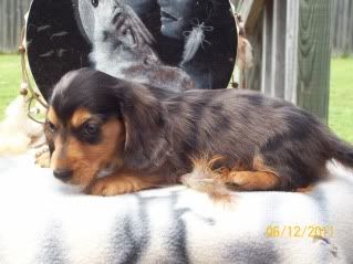 Rowdy-Haley Pups Available, AM/CAN CH grandsired Grumpy-Trey7weeks-FORUM