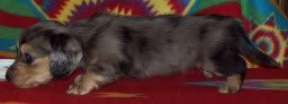 Rowdy-Haley Pups Available, AM/CAN CH grandsired Happy-Delana4weeksforum