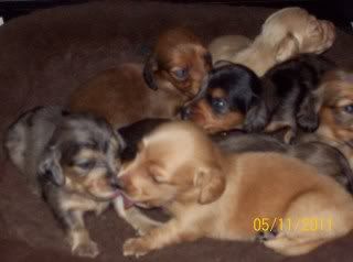 Haley/Rowdy puppies are finally here :) Litter3weeks-DOPEYHAPPYkissing-FORUM