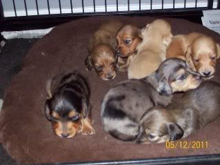 Haley/Rowdy puppies are finally here :) Litter3weeks-FORUM5