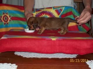 Rowdy-Haley Pups Available, AM/CAN CH grandsired Sleepy4weeksforum