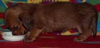 Rowdy-Haley Pups Available, AM/CAN CH grandsired Sneezy4weeksforum2