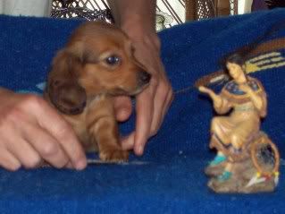 Rowdy-Haley Pups Available, AM/CAN CH grandsired Sneezy6weeks-forum