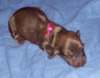 Haley/Rowdy puppies are finally here :) SHcrorredfemale1day