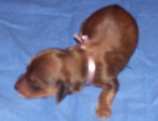 Haley/Rowdy puppies are finally here :) Shadedredfemale1dayold