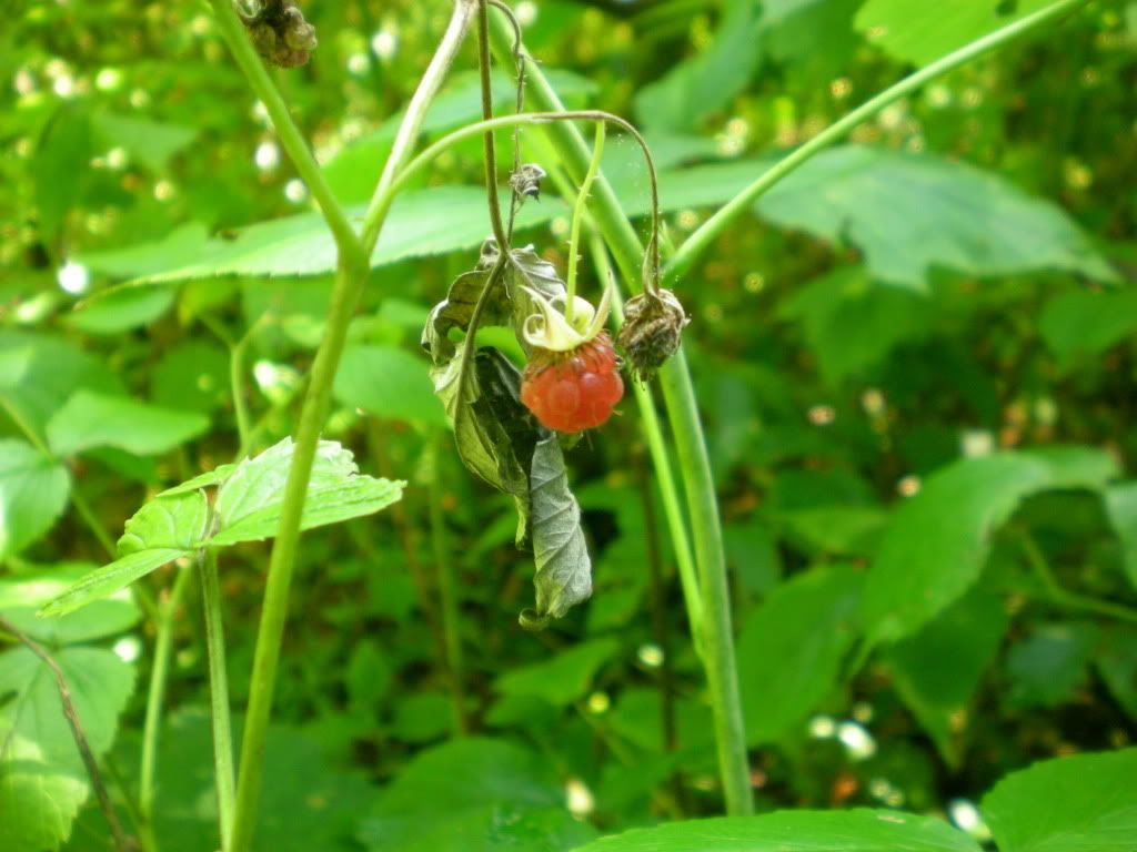 Expo-Natura DSCN1051