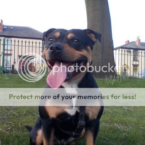 Black and tan staffies Kaiser