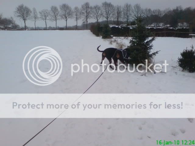 nog steeds sneeuw DSC04861