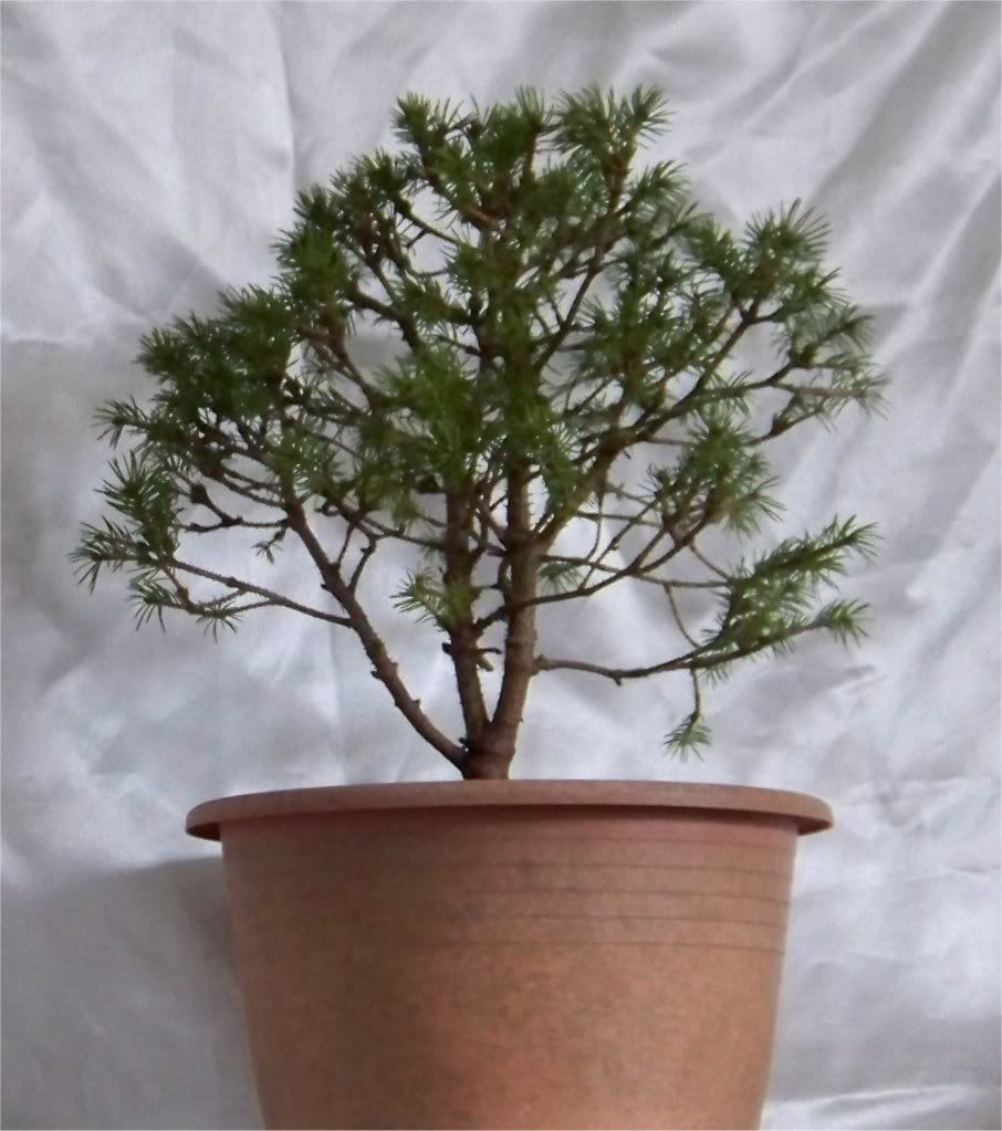 Can anyone please help ID? possibly - Spruce Potensai? New Look! 29Conicafrontview1