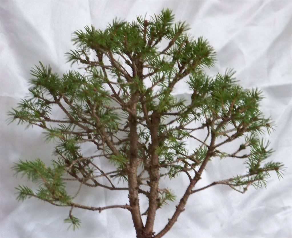 Can anyone please help ID? possibly - Spruce Potensai? New Look! 30Conicabackinpotbackview1