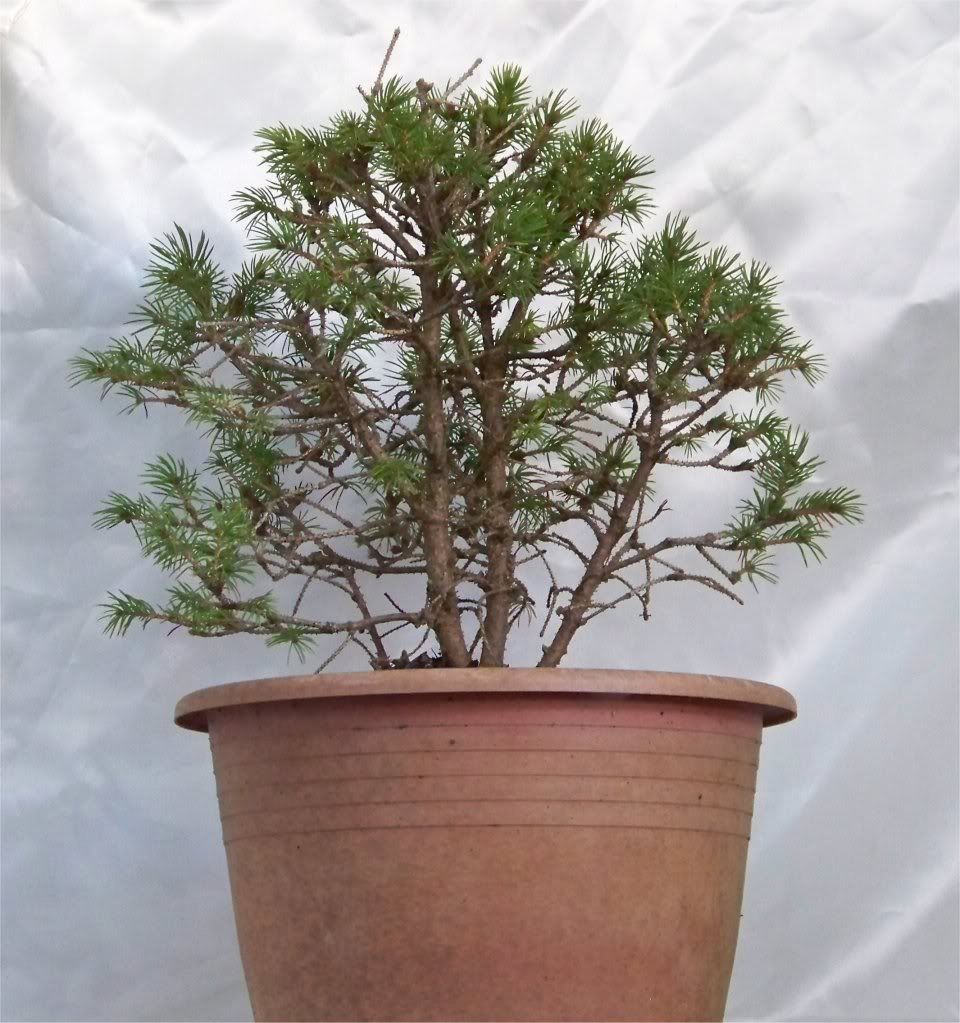 Can anyone please help ID? possibly - Spruce Potensai? New Look! PineBackview