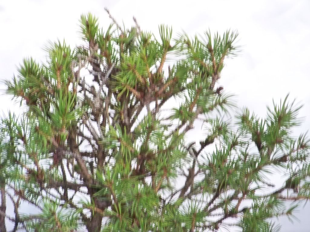 Can anyone please help ID? possibly - Spruce Potensai? New Look! PineTopoftree