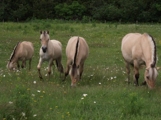 Pics of Our Herd June26019