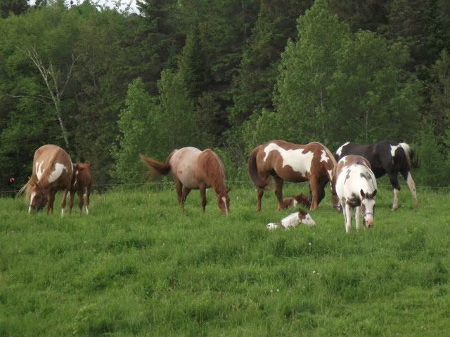 Pics of Our Herd June52011067-1