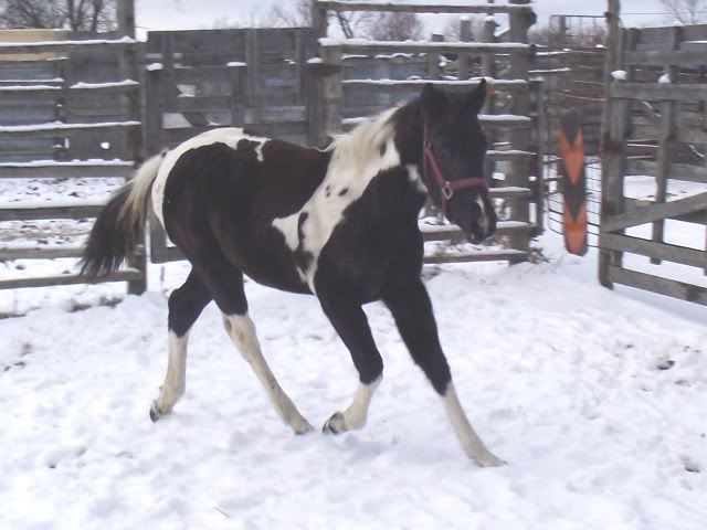  2010 Flashy Black and White APHA Filly 28112010Fillies011