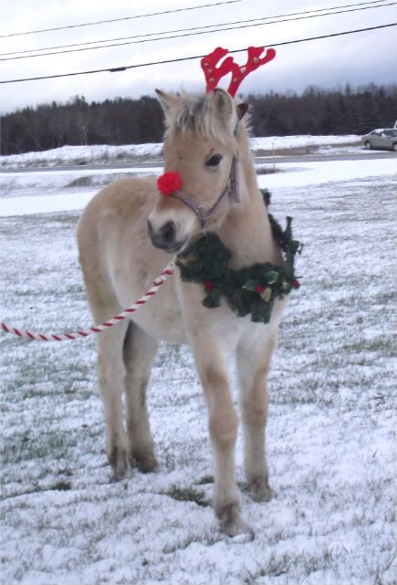 Yetta's Reindeer Tryouts 20112010014