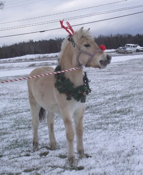 Yetta's Reindeer Tryouts 20112010015
