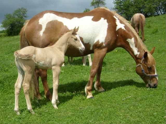 The Babies----Out to pasture June72010065