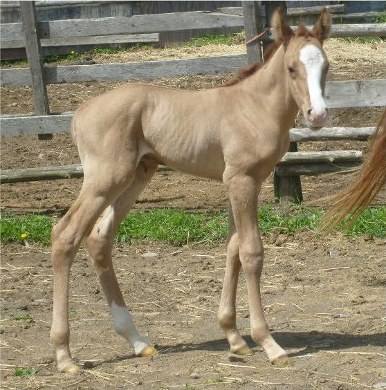 2010 ME Foals!! May262010045