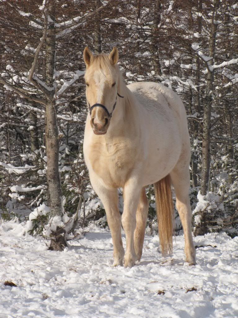 Dec 8th... snow ponies!!  :) extreme overload!! Dec809082