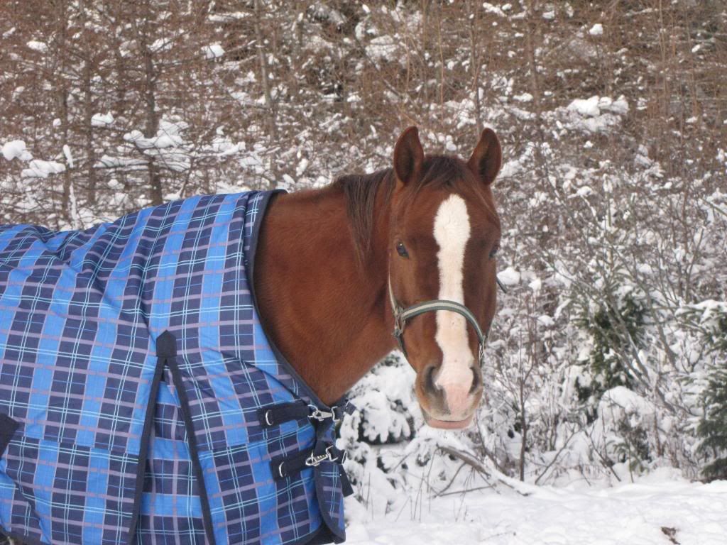 Dec 8th... snow ponies!!  :) extreme overload!! Dec809092