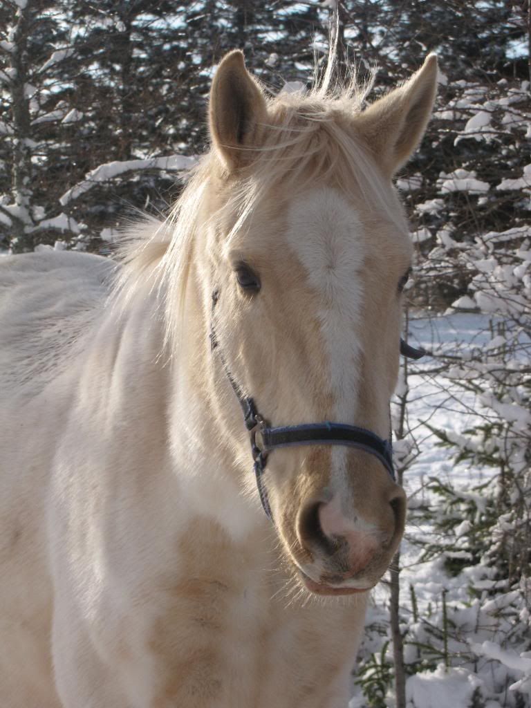 Dec 8th... snow ponies!!  :) extreme overload!! Dec809103