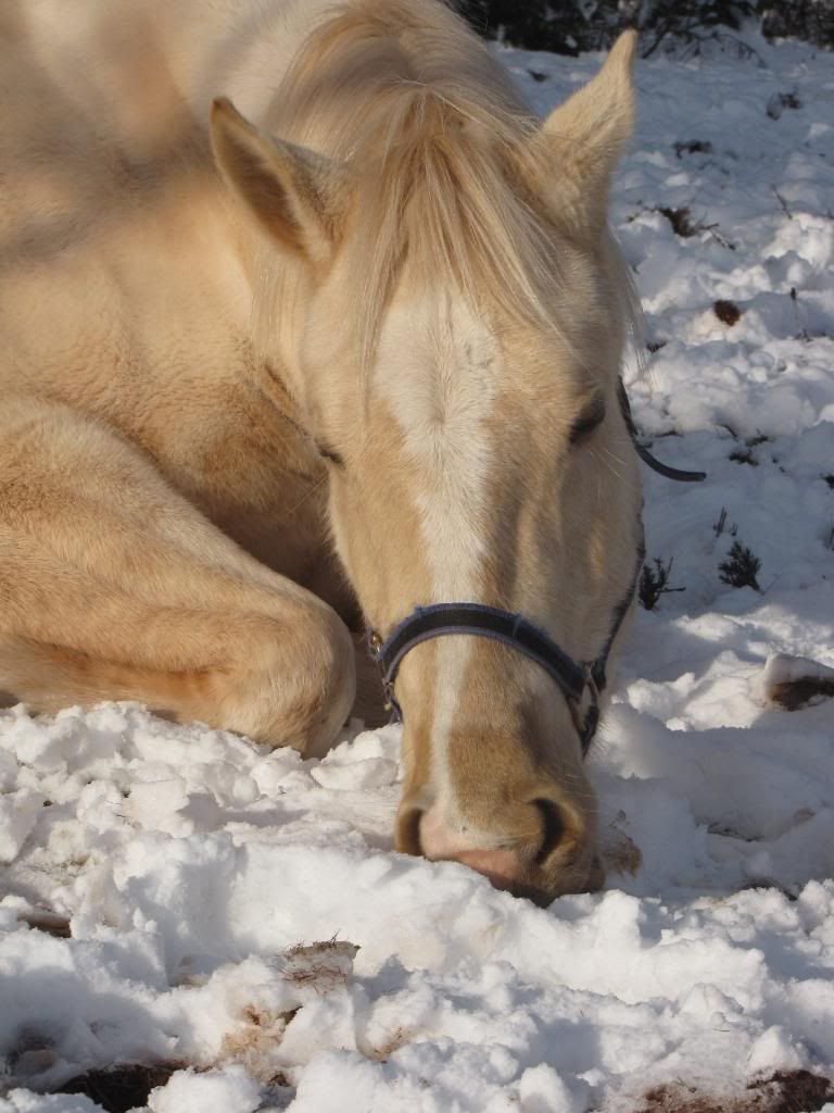 Dec 8th... snow ponies!!  :) extreme overload!! Dec809176