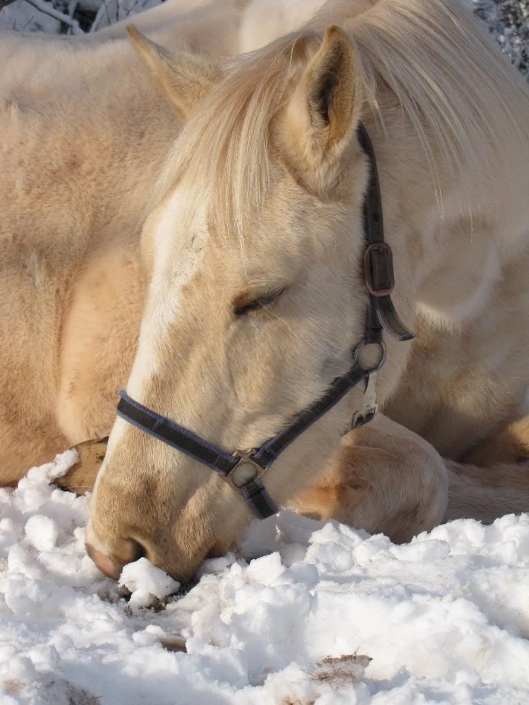 Dec 8th... snow ponies!!  :) extreme overload!! Dec809184