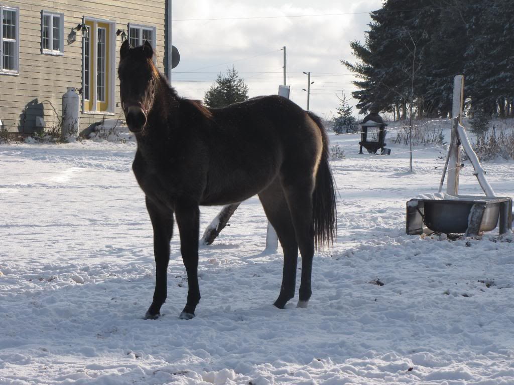 Dec 8th... snow ponies!!  :) extreme overload!! Dec809201