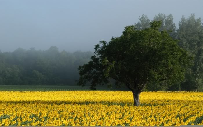 La Granja Ws_Sunflower_field_