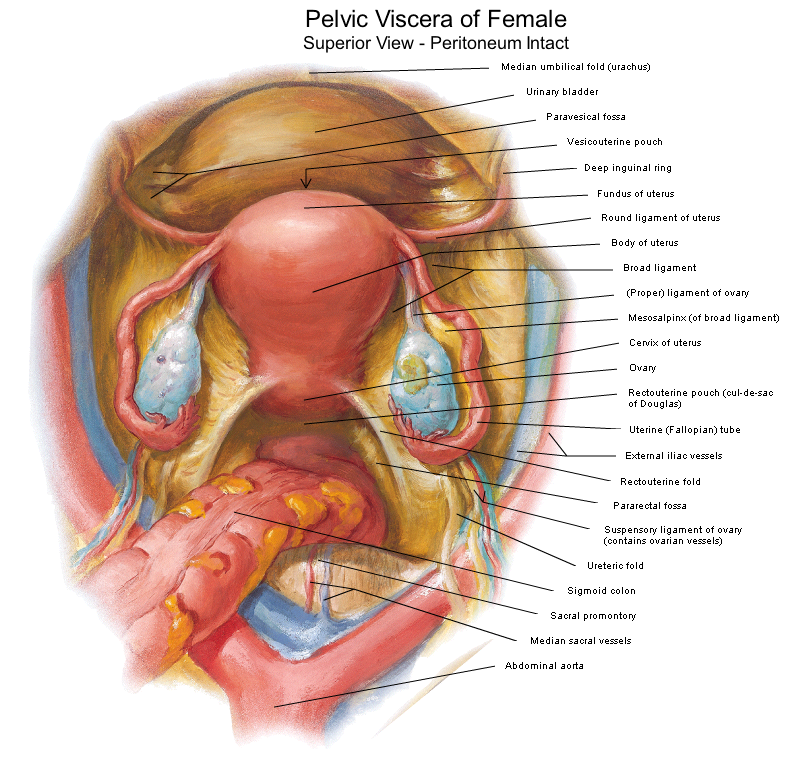 صور أناتومي ال female pelvis..نسا 6