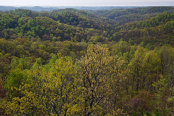 [Trama obligatoria] Tras las huellas de Hale Taisha - Página 6 Copperhead-Fire-Tower-View-Shawnee-SP