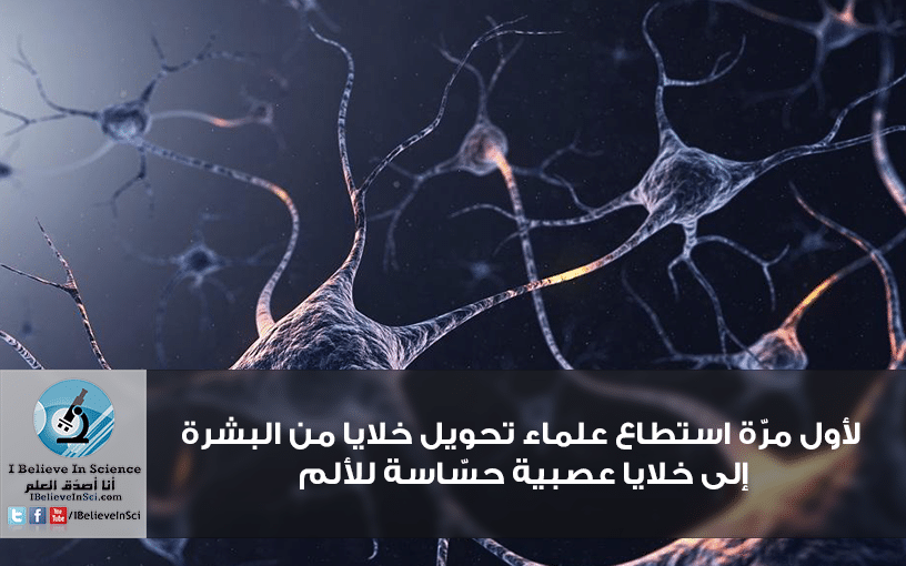 لأول مرّة استطاع علماء تحويل خلايا من البشرة إلى خلايا عصبية حسّاسة للألم. 212-1