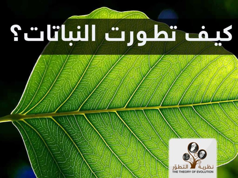 كيف تطورت النباتات ؟ Leaf_1_web-810x608