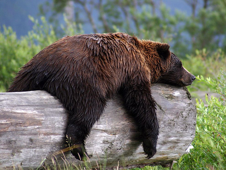 Y ahora está pasando? - Página 5 Oso_descansando