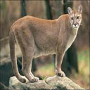 Animals & Idioms Cougar