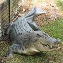 Animals & Idioms Crocodile