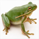 Animals & Idioms Frog