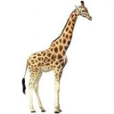 Animals & Idioms Giraffe