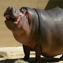 Animals & Idioms Hippo